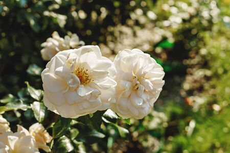 White garden roses bloom in the park on a hot sunny day. Flower backgroundの写真素材