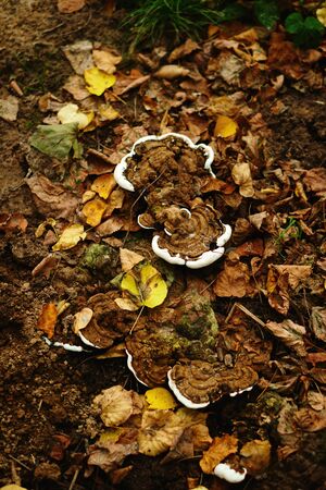 Colorful forest floor. Mushrooms, fallen yellow leaves. Autumn season concept. Fall leaves...