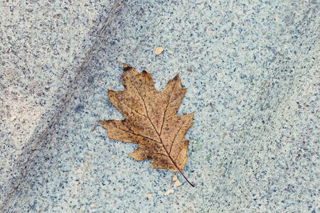 Lonely fallen dried oak leaf in a stove in a door-stone. Fall has come. Useful as seasonal backgroundの写真素材