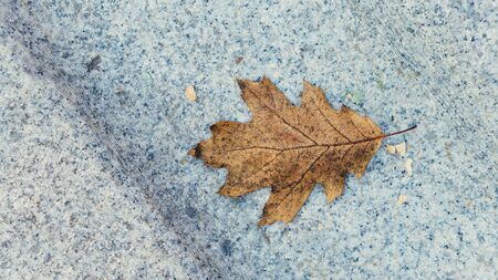 Lonely fallen dried oak leaf in a stove in a door-stone. Fall has come. Useful as seasonal backgroundの写真素材