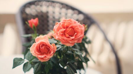 Roses on a summer terrace cafe. Flower background. Flowers made with color filters. Toned image.