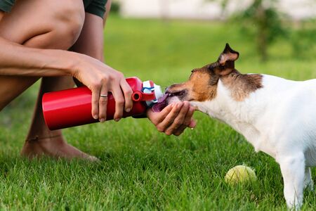 Purebred Jack Russel Terrier outdoors in nature on grass meadow on summer day. Having fun playing in outdoors. Dog days of summer. Time to drink water. Pet Health Care. Friendship, togetherness.の写真素材