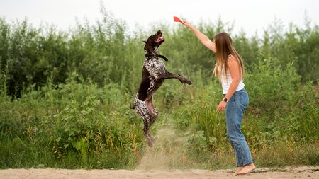 Attractive girl walking the dog. Having fun playing in outdoors. Lovely woman training German...