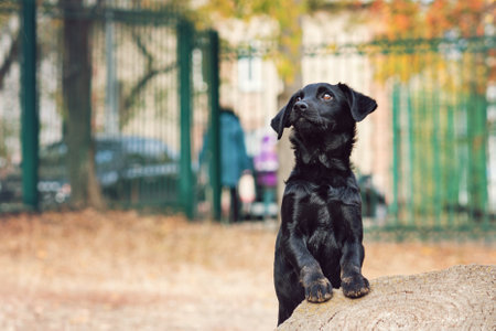 Homeless Mongrel Puppy Dog Waiting For New Owner. Dog Playing Outside.の写真素材