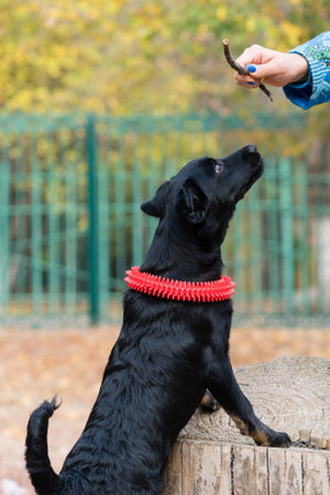 Homeless Mongrel Puppy Dog Waiting For New Owner. Dog Playing Outside.の写真素材