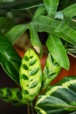 Decorations Real Calathea Leaves Composition Tropical Botanical Background. Concept Nature Ideas. Home gardening houseplant. Abstract green dark texture. Minimal style interior.の写真素材
