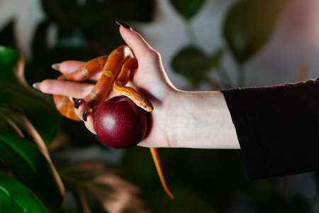 Corn snake wrapped around a woman hand holding an apple against background of green nature....