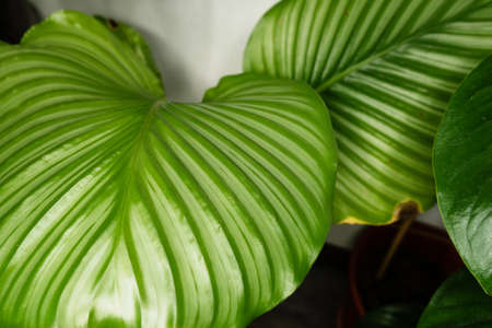 Decorations Real Calathea Leaves Composition Tropical Botanical Background. Concept Nature Ideas. Home gardening houseplant. Abstract green dark texture. Minimal style interior.の写真素材