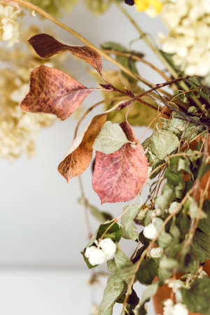 Dried flowers and leaves on white background. Close up. Educational still life for drawing.の写真素材