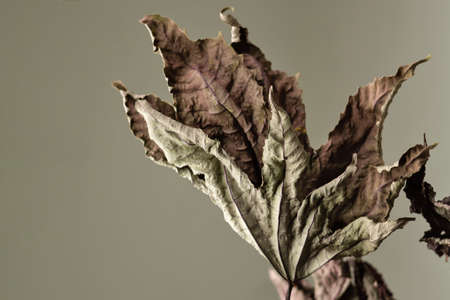 Dried leaves. Closeup. Background. Texture. Educational still life for drawing.の写真素材