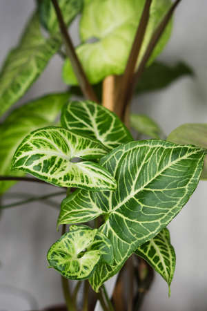 Decorations Real Syngonium Leaves Composition Tropical Botanical. Concept Nature Ideas. Home gardening houseplant. Abstract green dark texture. Minimal style interior.の写真素材