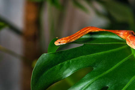 Exotic Pet Corn Snake Crawls On Monstera Leaf. Close-up. Wildlife concept. Natural backgroundの写真素材