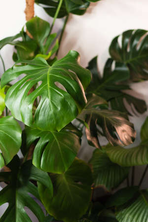 Decorations Real Monstera Leaves Composition Tropical Botanical Concept Nature Ideas. Home gardening houseplant. Abstract green dark texture. Minimal style interior.の写真素材