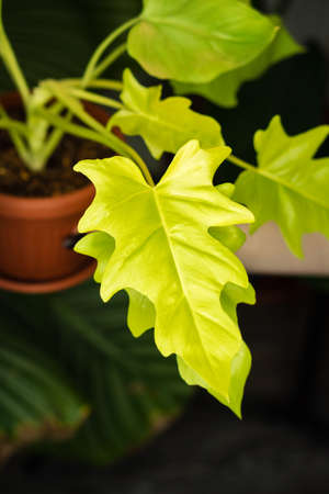 Decorations Real Philodendron Leaves Composition Tropical Botanical. Concept Nature Ideas. Home gardening houseplant. Abstract green dark texture. Minimal style interior.の写真素材