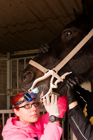 Vet inspecting horse's teeth with dental tool. Simple yawner for horses. Mouth gag