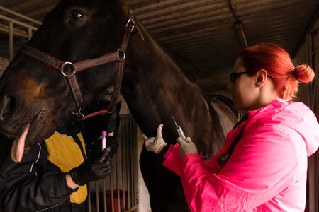 Prepping injection for equine veterinary procedure. Job of a vet. Taking care of the horse's healthの写真素材