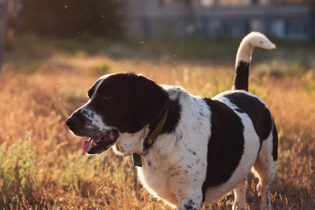 Dog with black and white coat enjoying a sunny field. Pet lifeの写真素材