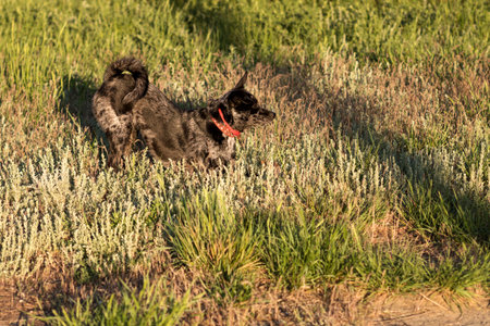 Black dog sniffing through grass in the late evening sun. Pet lifeの写真素材