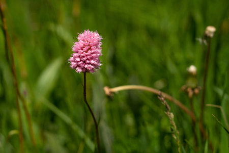 Pink wildflower in a green meadow. Bistorta officinalisの写真素材