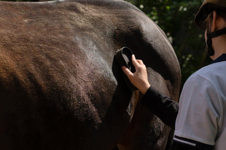 Close-up of child brushing a dark horse in sunlight. Farm routine, animal care in the countryの写真素材