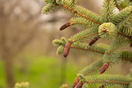 Close-up of conifer tree branches bearing brown pine cones.Nature background. Wallpaperの写真素材