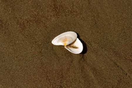 White seashell with orange shading lies partially open on wet sand, highlighted by sunlight,...