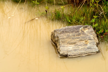 A big weathered stone rests partially submerged in muddy shallow water surrounded by green grass and...