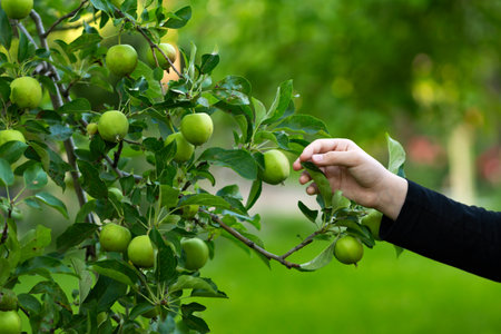 Childâs arm extends to choose apple from tree laden with green fruit, illustrating selective harvesting and curiosity in lush home orchard.の写真素材