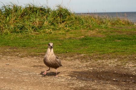 A young mottled brown seagull walks confidently along the rocky coastal path, with tall green grass behind and the sea faintly visible in the distance.の写真素材