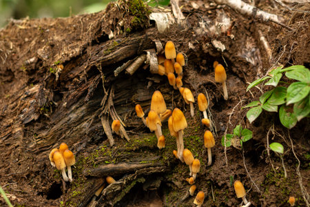 A cluster of orange mushrooms grows from a decayed forest log surrounded by soil, moss, and...
