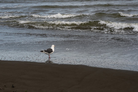 A solitary seagull stands on the wet sand at the shoreline, with foamy ocean waves breaking in the background, capturing a simple marine wildlife moment.の写真素材
