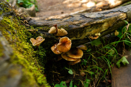 Clusters of brown mushrooms grow from a mossy decaying forest trunk, surrounded by grass and wild...
