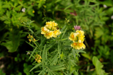 Vibrant yellow blossoms stand out against a backdrop of green meadow leaves, illustrating the...