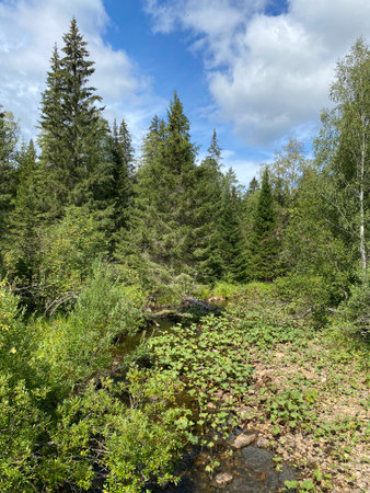 View of the water lilies from the bridge over the Big Tesma River (Taganay national Park. Zlatoust city. Chelyabinsk region. South Ural. Russia)の写真素材