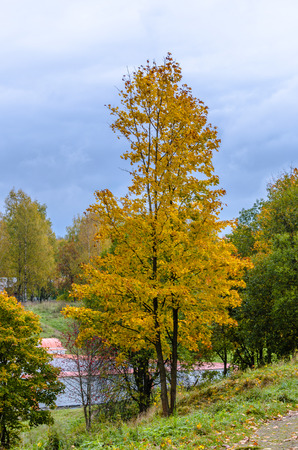 Autumn lime tree on top of a hillの写真素材