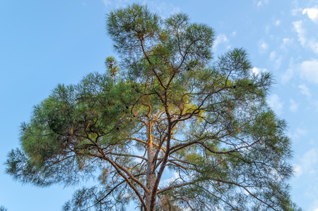 Krona South high tree rests against a blue skyの写真素材