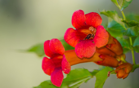 Honey bee on pink flower.の写真素材