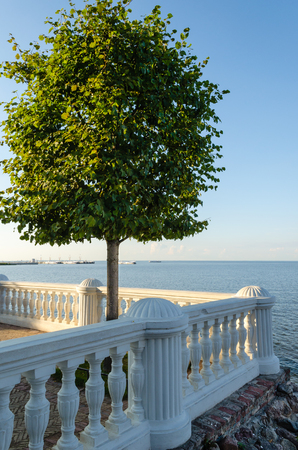 Lonely tree on a stone balcony on the sea backgroundの写真素材