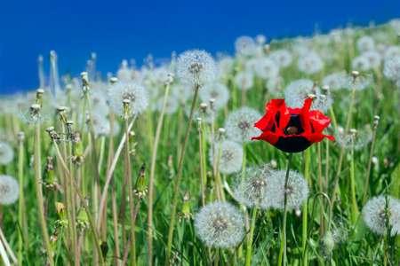 Poppy in dandelions fieldの写真素材