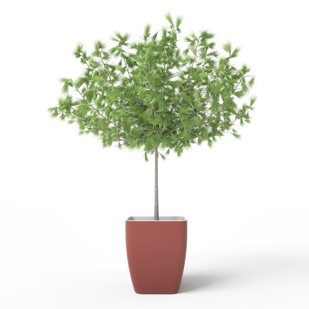 Domestic cypress isolated over whiteの写真素材