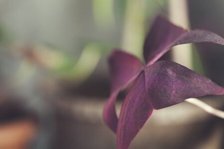 Flowers of False Shamrock Blooming Flower Backgroundの写真素材