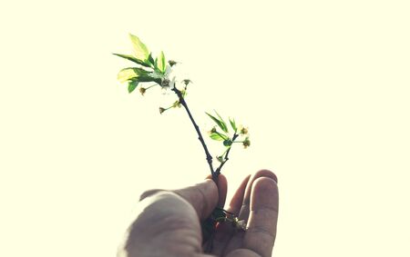 young man hand holding plant in nature