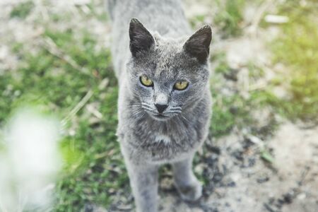 gray cat in the green grass in nature
