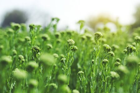 green flowers and green grass in garden
