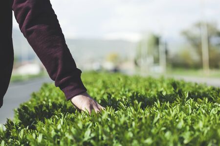 man hand touching in green grass in nature