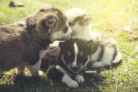 dogs in the green grass in nature