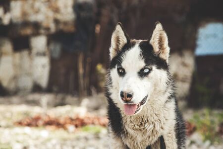white and black dog in the natureの写真素材