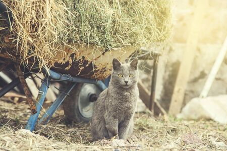 cat with green grass in the natureの写真素材