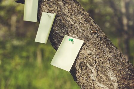 yellow papers on tree in the natureの写真素材