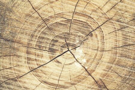 brown wood texture in the nature background